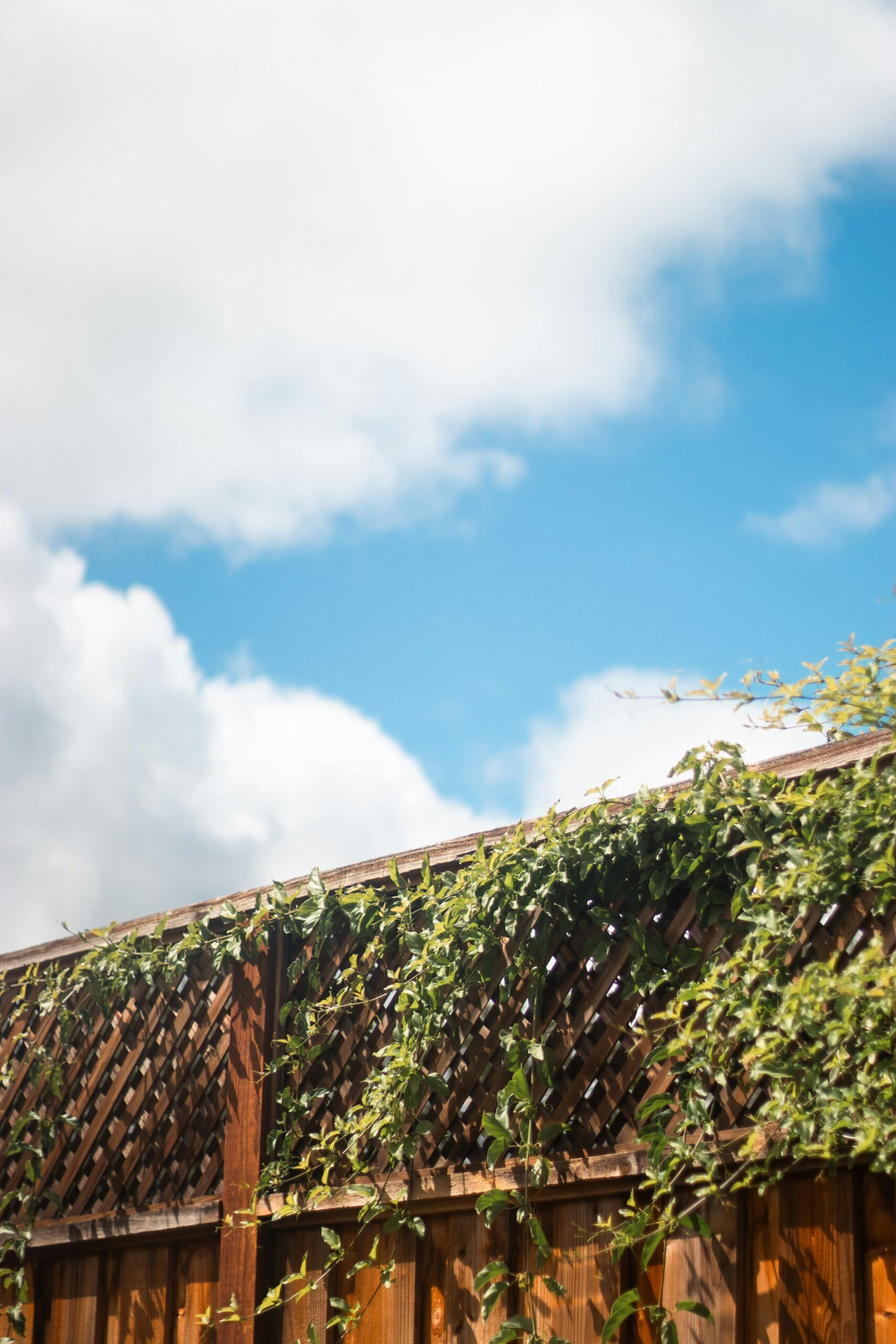Vibrant ivy climbing a wooden fence under a bright blue sky and fluffy clouds.